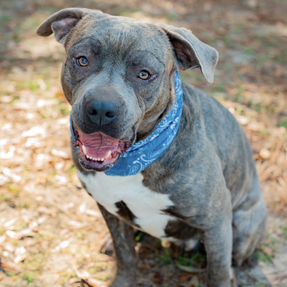 Enlarge Rhino, a Adoptable Mixed Breed in Milton, FL image 3/5