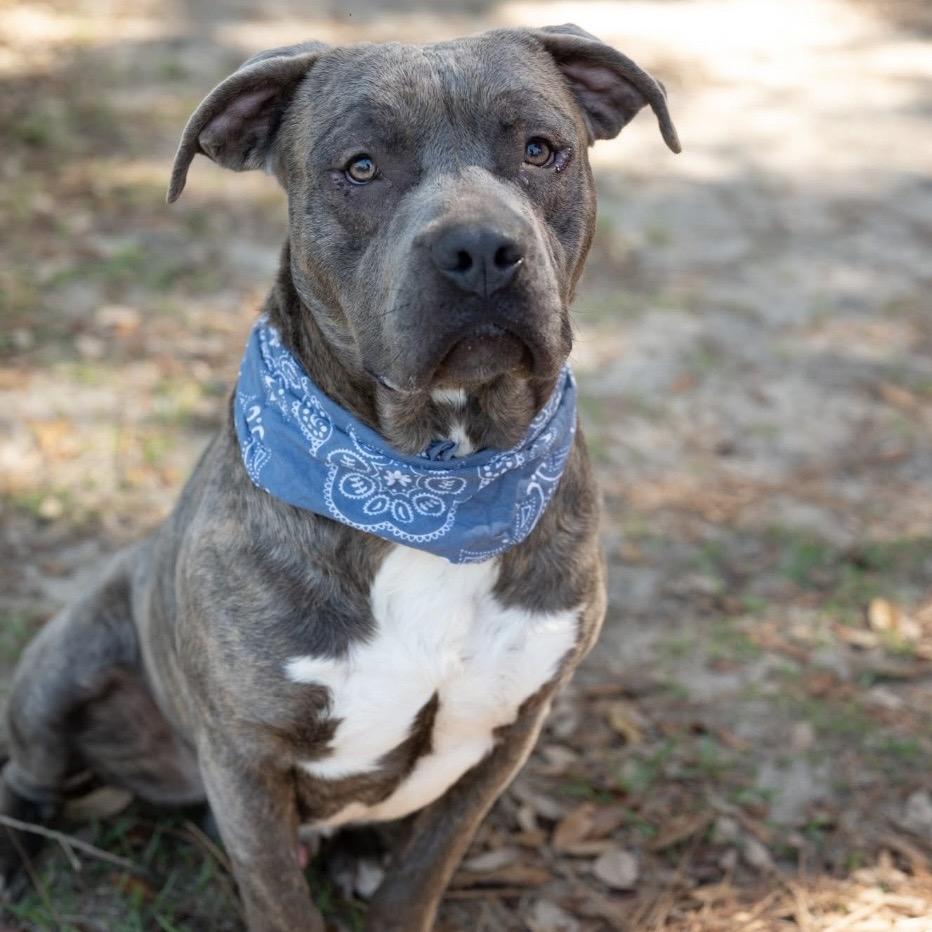 Enlarge Rhino, a Adoptable Mixed Breed in Milton, FL image 4/5