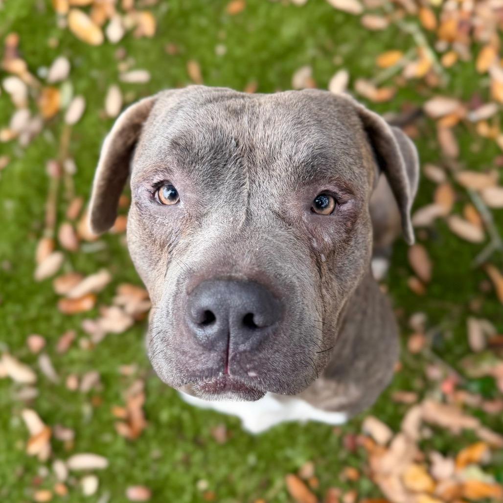 Enlarge Rhino, a Adoptable Mixed Breed in Milton, FL image 1/1