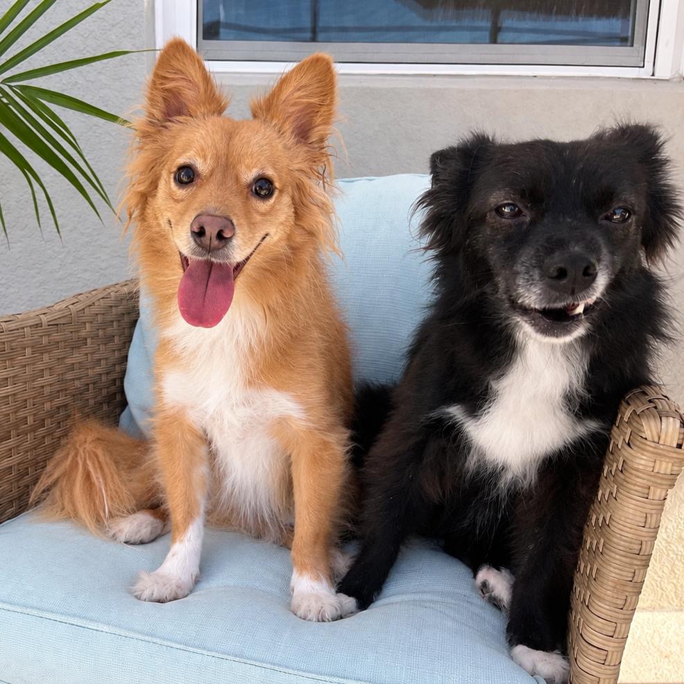 Enlarge Jack & Rose, a Adoptable mixed breed in Eustis, FL image 5/6