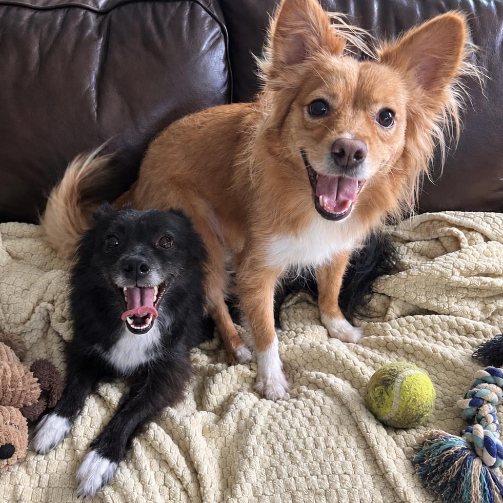 Enlarge Jack & Rose, a Adoptable mixed breed in Eustis, FL image 1/6