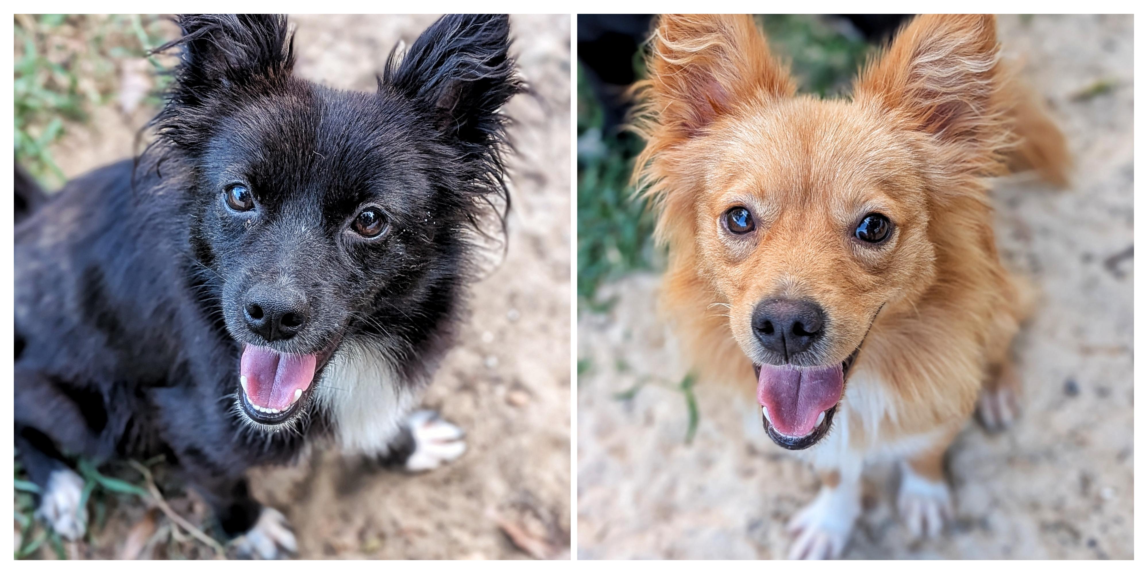 Enlarge Jack & Rose, a Adoptable mixed breed in Eustis, FL image 6/6