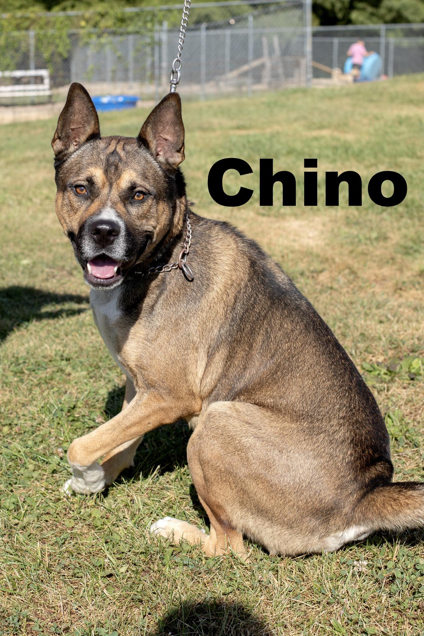 Enlarge Chino, a Adoptable Mixed Breed in Macomb, IL image 1/1
