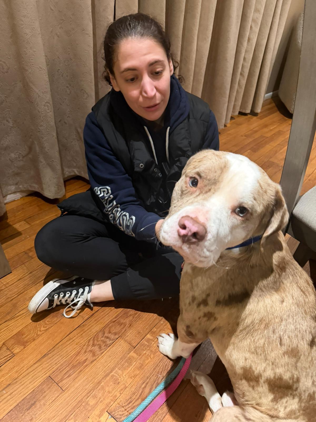 Enlarge Blaze, a Adoptable Mixed Breed in Yonkers, NY image 3/6