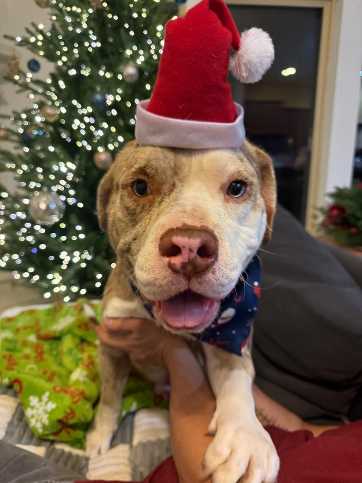 Enlarge Blaze, a Adoptable Mixed Breed in Yonkers, NY image 4/6