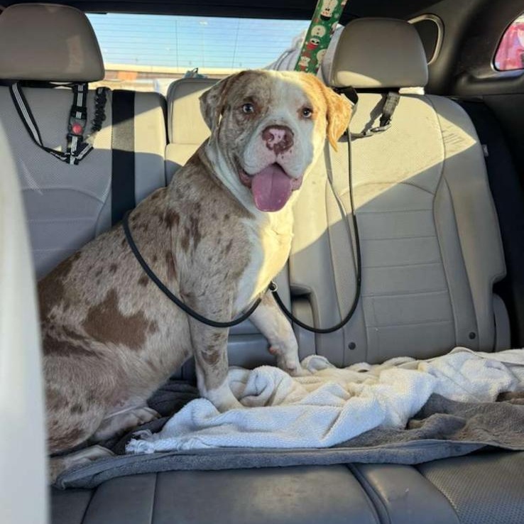 Enlarge Blaze, a Adoptable Mixed Breed in Yonkers, NY image 2/6