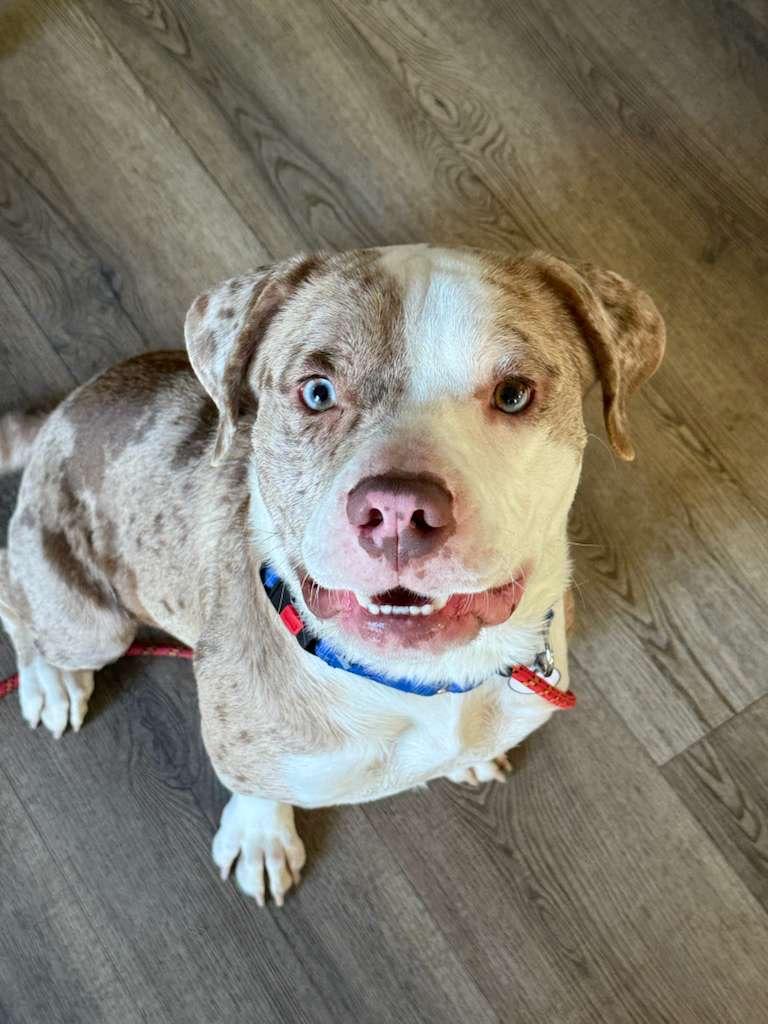 Enlarge Blaze, a Adoptable Mixed Breed in Yonkers, NY image 1/6