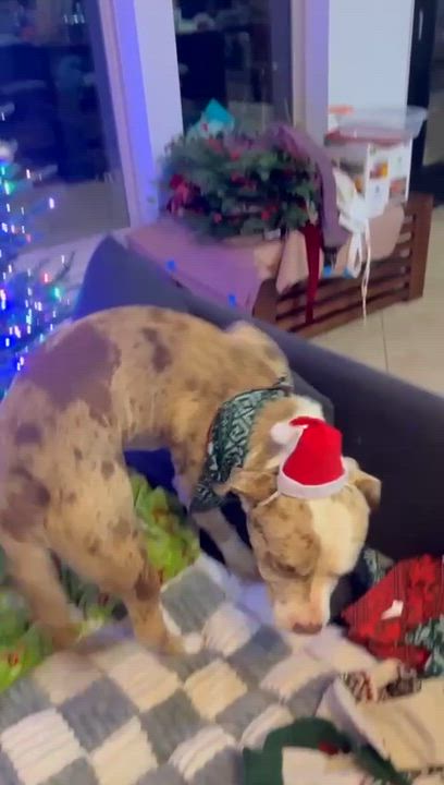 Enlarge Blaze, a Adoptable Mixed Breed in Yonkers, NY video 6/6