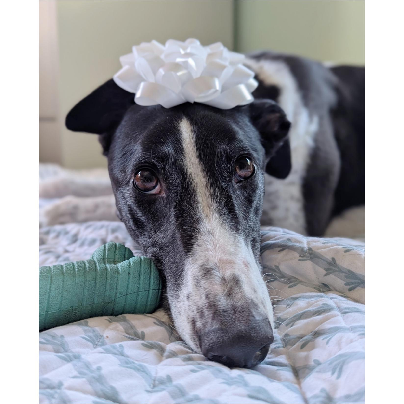 Enlarge Droopys Manowar (Manny), a Adoptable Greyhound in Tarpon Springs, FL image 1/6