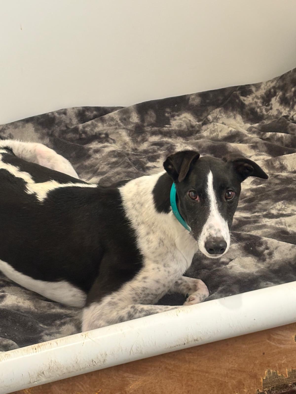 Enlarge Droopys Manowar (Manny), a Adoptable Greyhound in Tarpon Springs, FL image 2/6