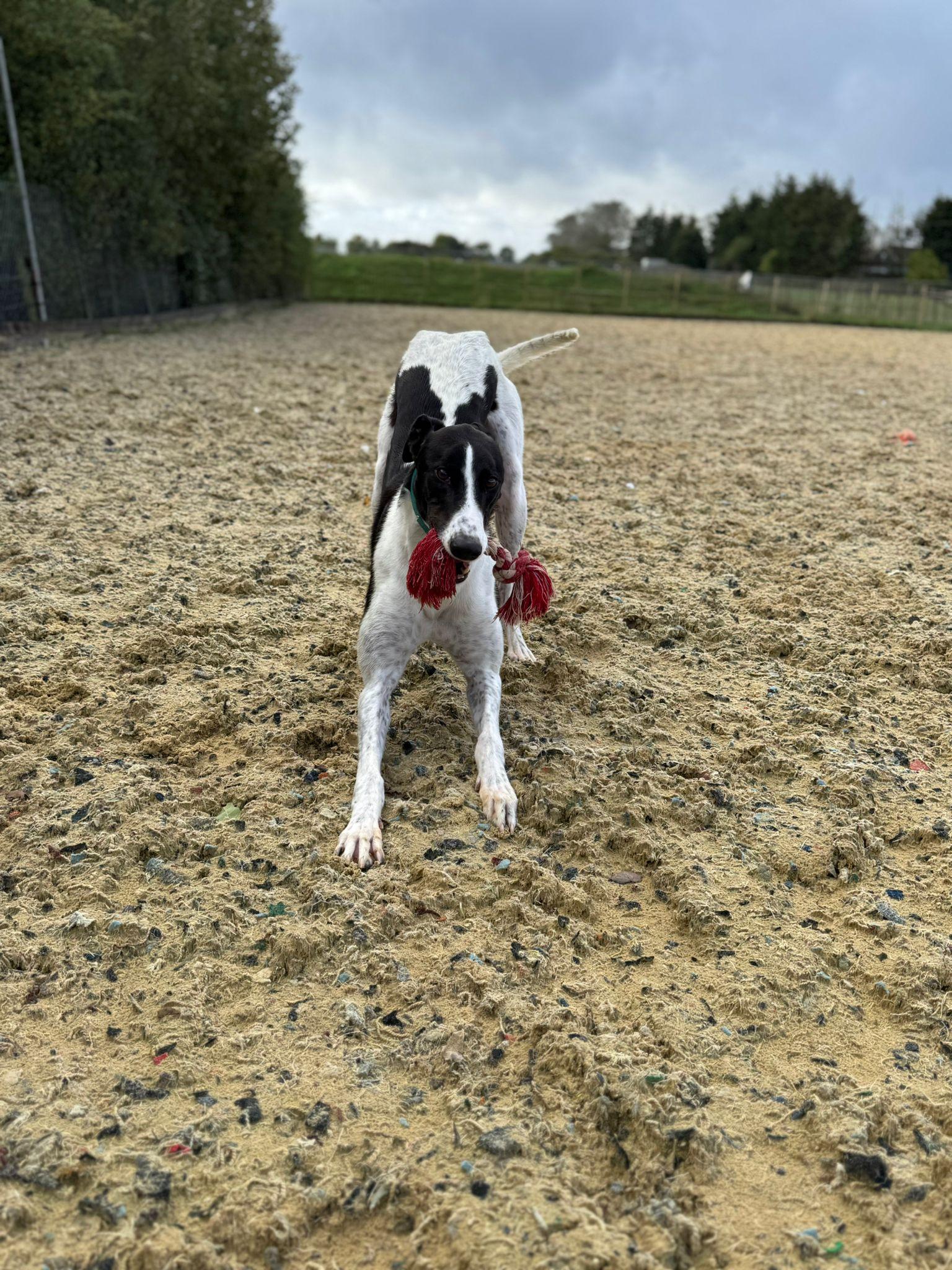 Droopys Manowar thumbnail 2