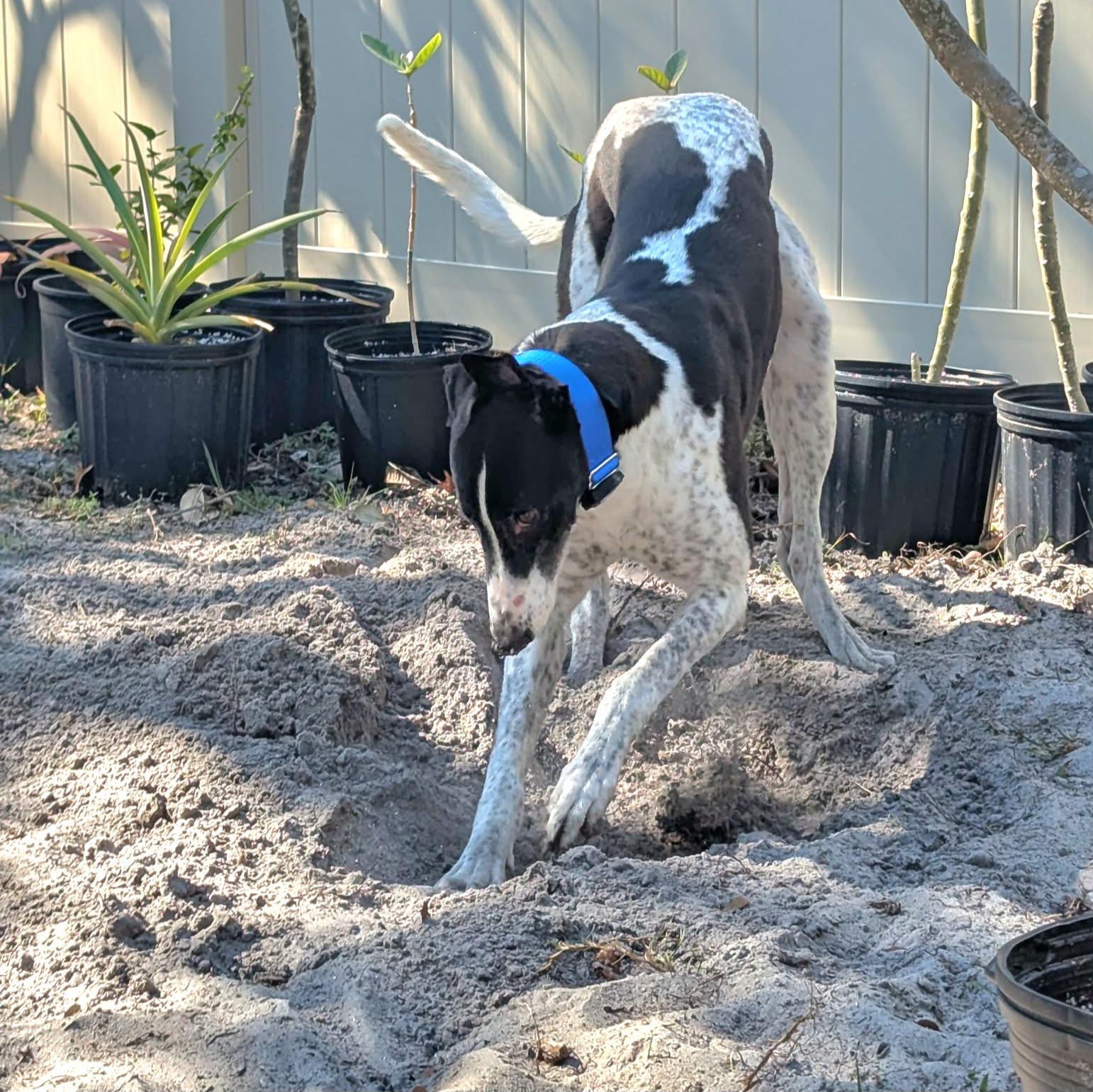 Droopys Manowar thumbnail 3