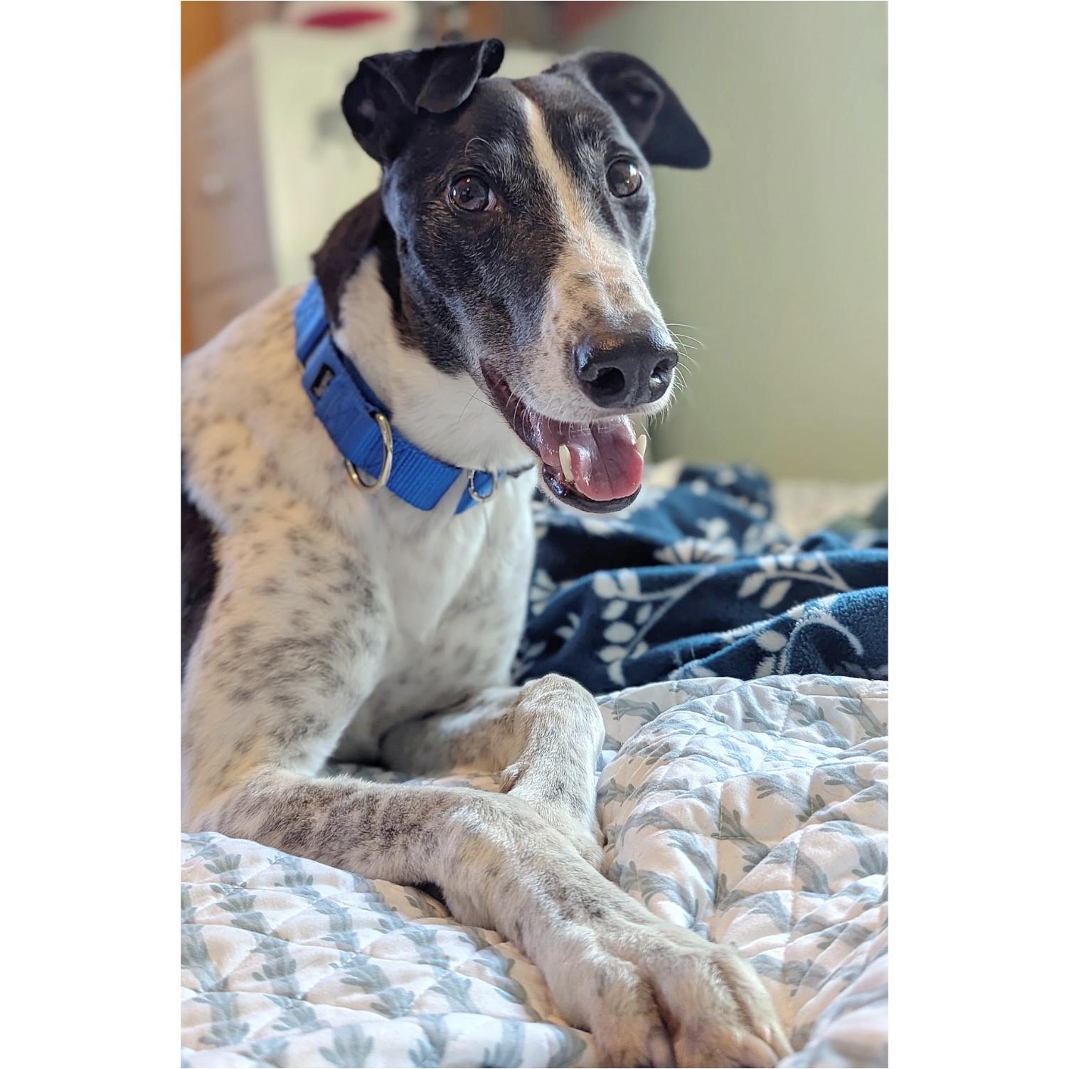 Droopys Manowar thumbnail 4