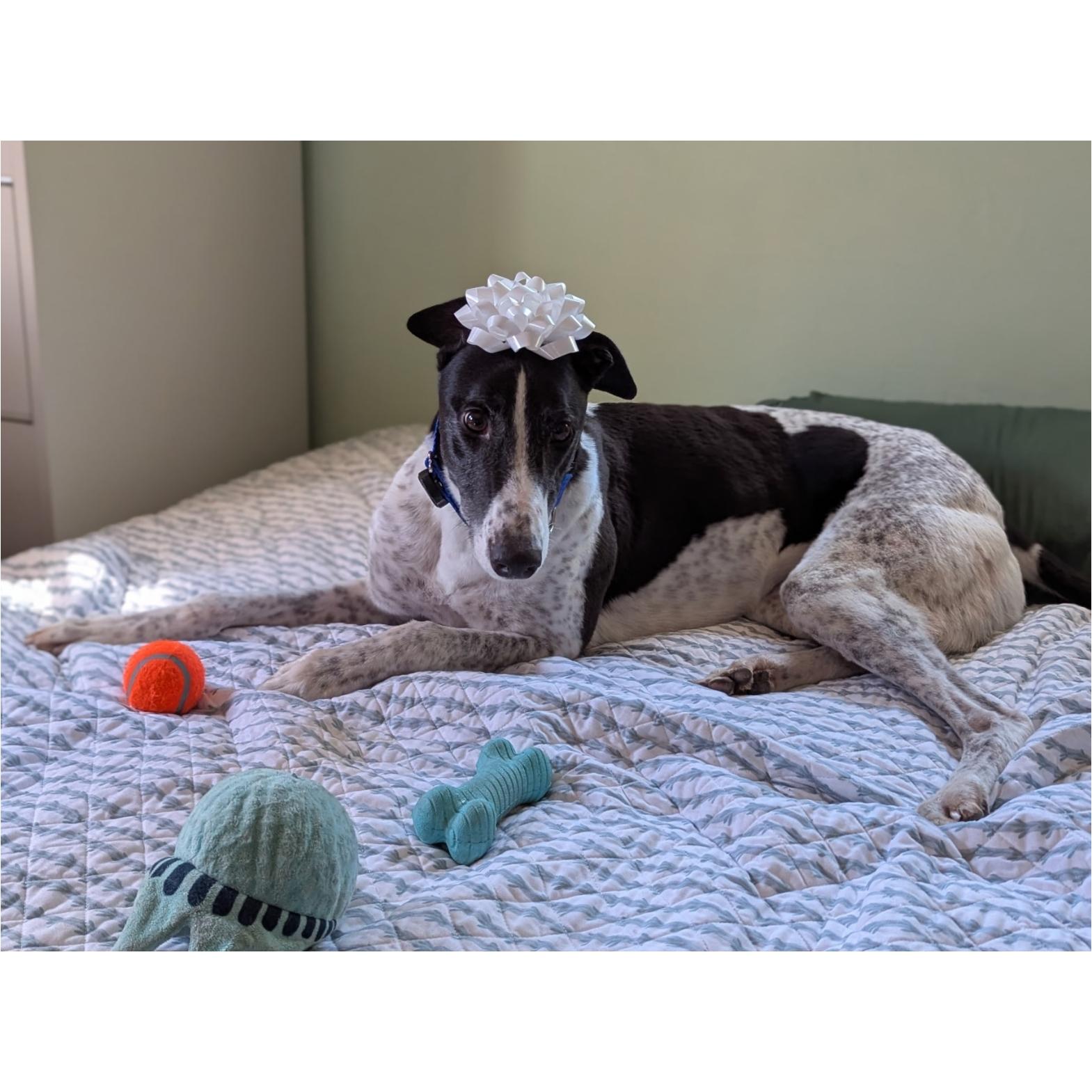 Enlarge Droopys Manowar (Manny), a Adoptable Greyhound in Tarpon Springs, FL image 5/6