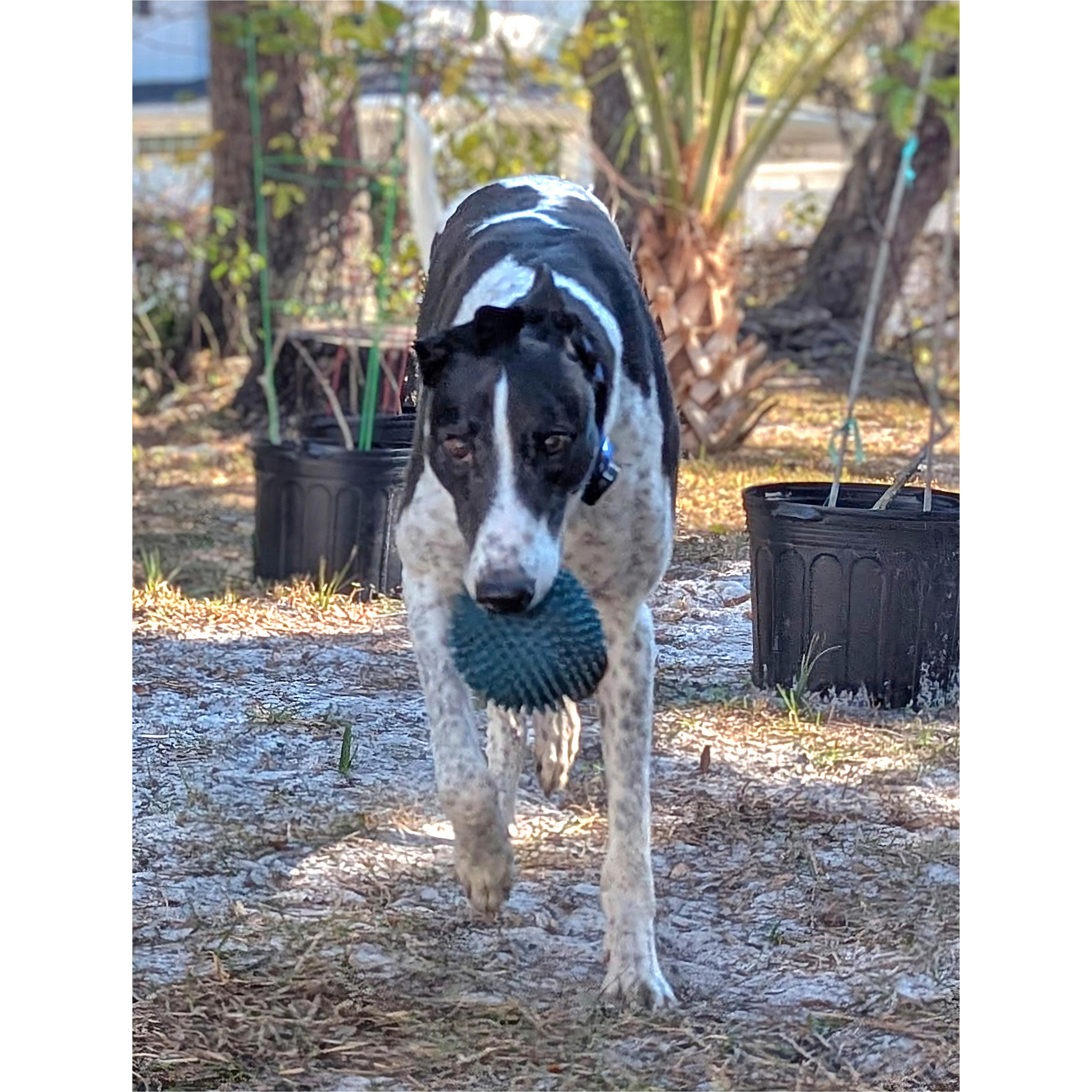 Droopys Manowar thumbnail 5