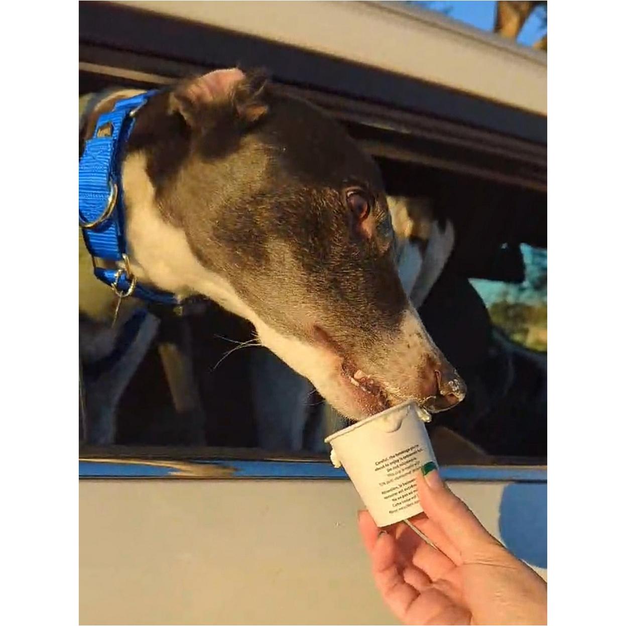 Enlarge Droopys Manowar (Manny), a Adoptable Greyhound in Tarpon Springs, FL image 6/6