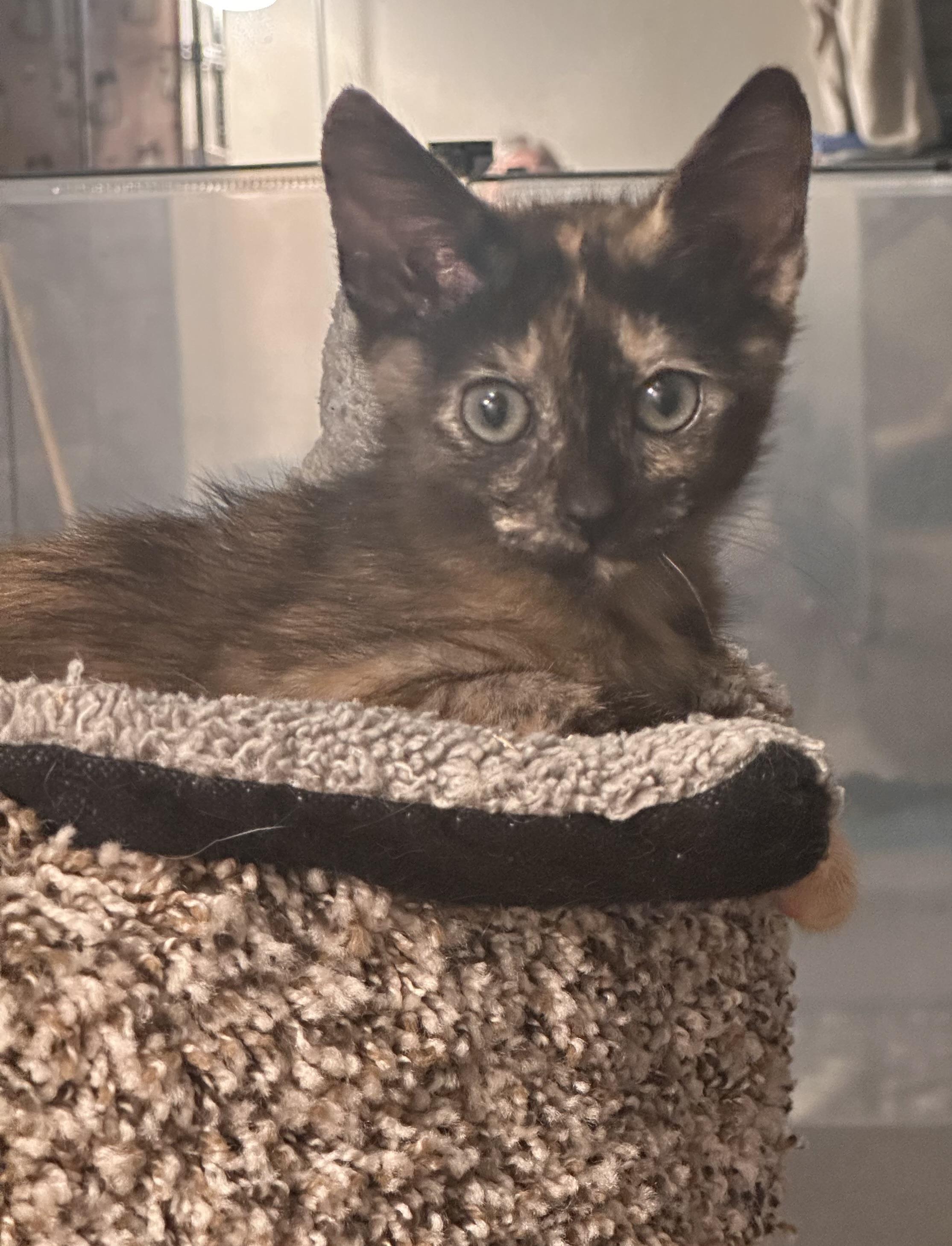 Enlarge Hope, a Adoptable mixed breed in Atlanta, GA image 4/5