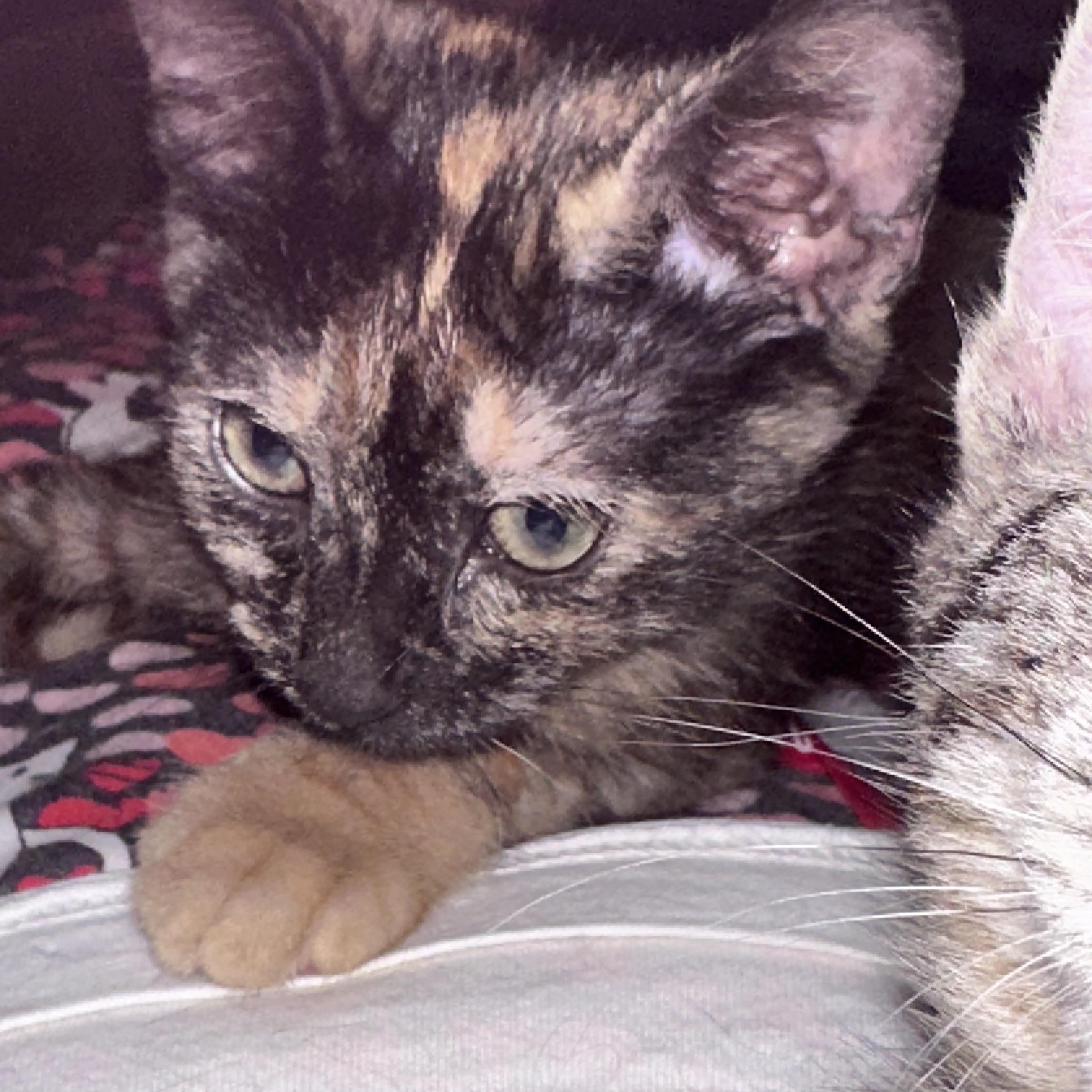 Enlarge Hope, a Adoptable mixed breed in Atlanta, GA image 2/5