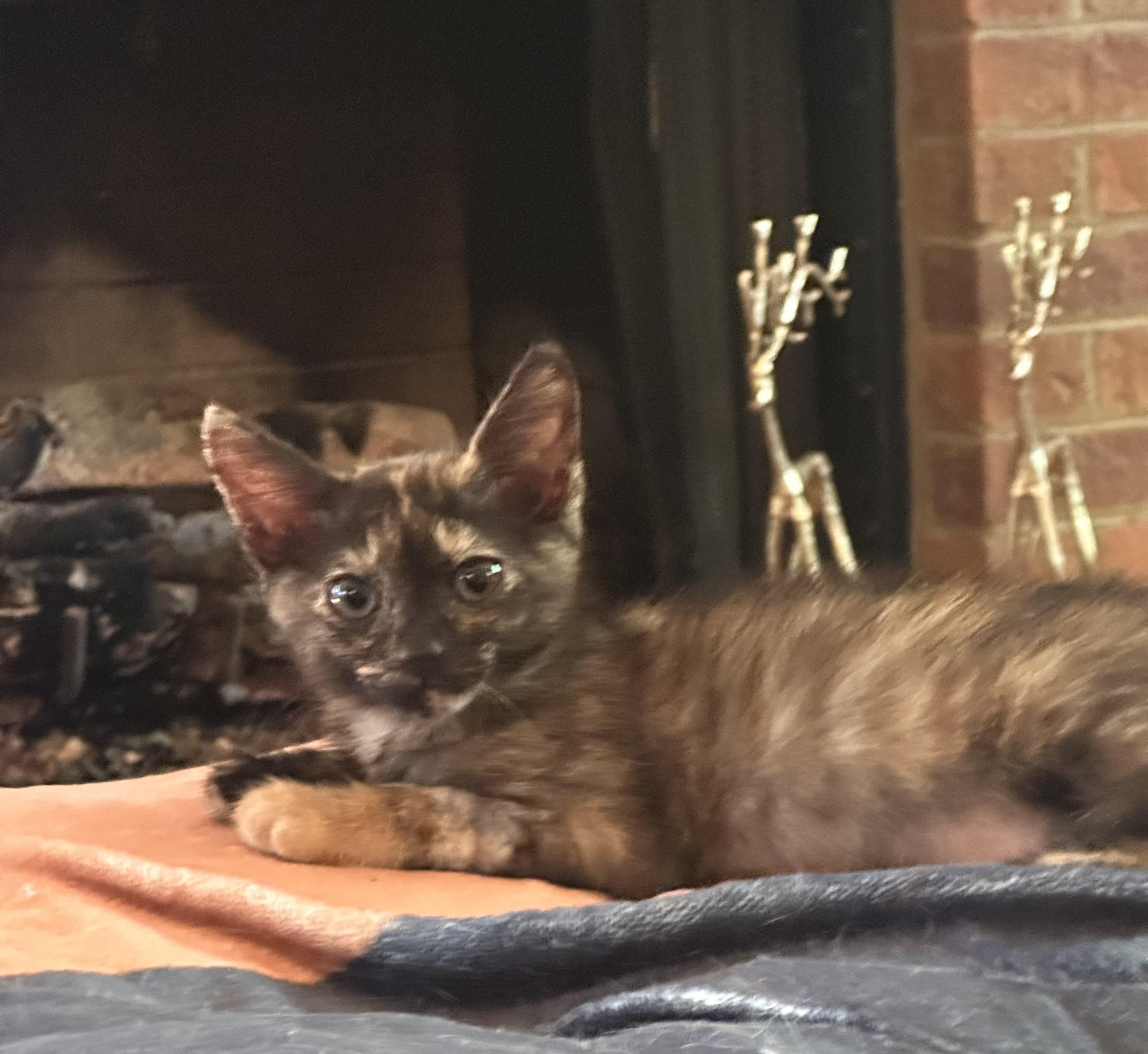 Enlarge Hope, a Adoptable mixed breed in Atlanta, GA image 5/5