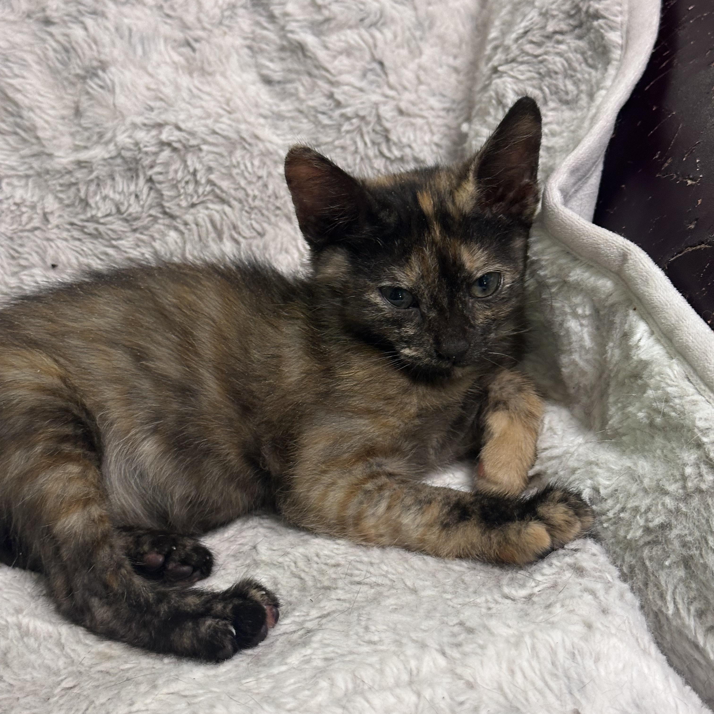 Enlarge Hope, a Adoptable mixed breed in Atlanta, GA image 3/5