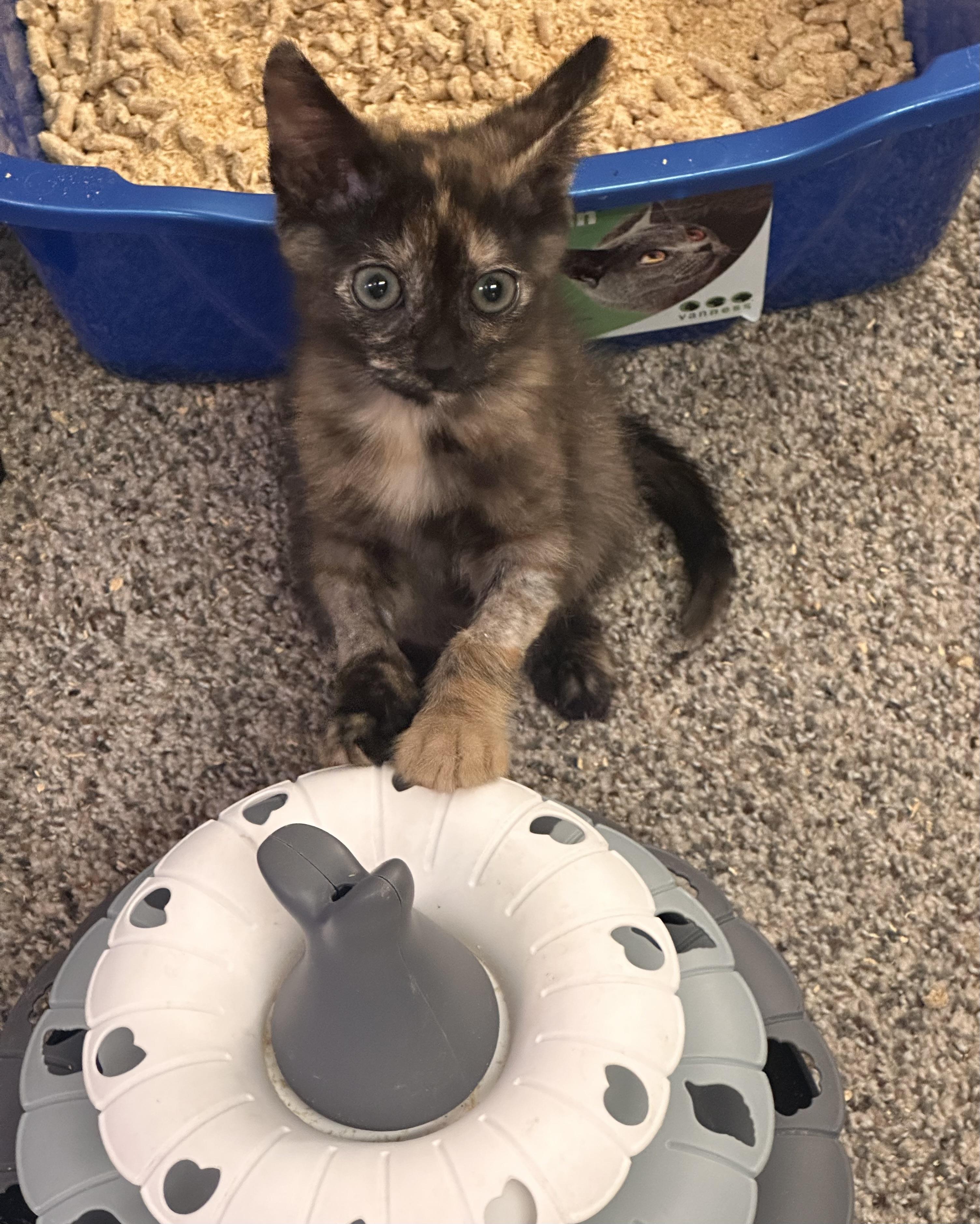 Hope, Adoptable, Kitten Female Tortoiseshell & Domestic Short Hair.