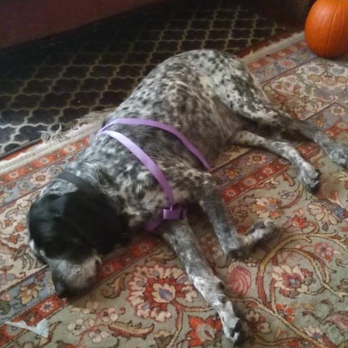 Mr Pickles, Adoptable, Senior Male Bluetick Coonhound.