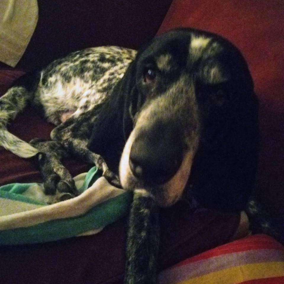 Enlarge Mr Pickles, a Adoptable Bluetick Coonhound in New Orleans, LA image 2/2