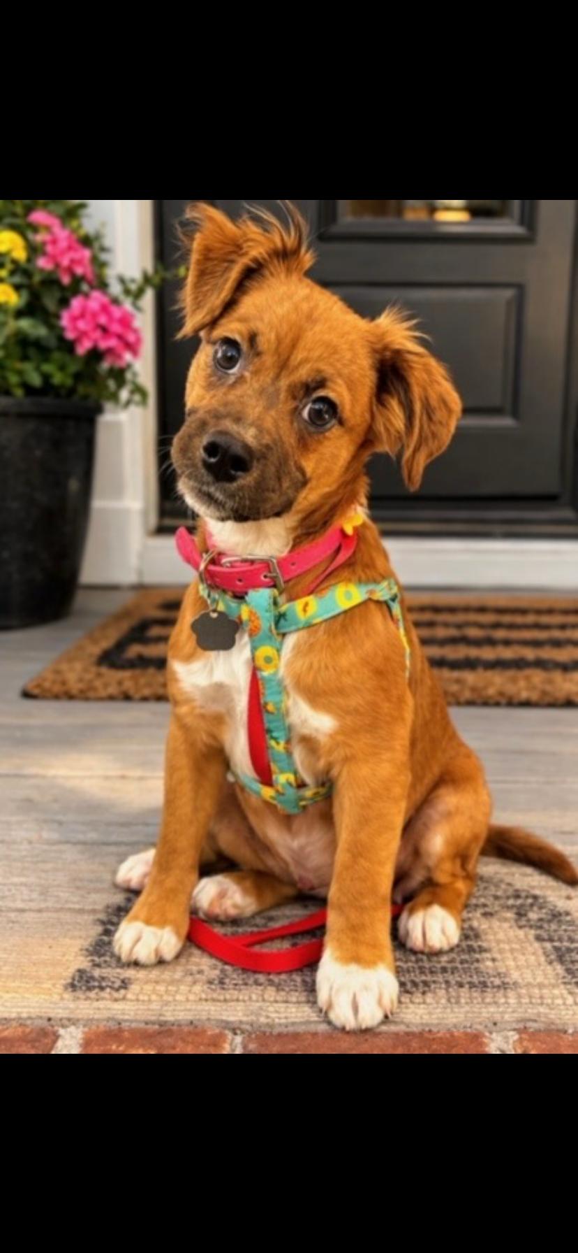 Porsche, ADOPTABLE, Puppy Female Puggle.