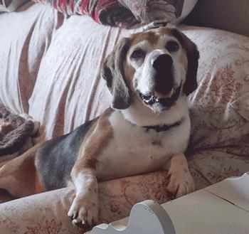 Enlarge Benji, a Adoptable Beagle in West Decatur, PA image 3/6