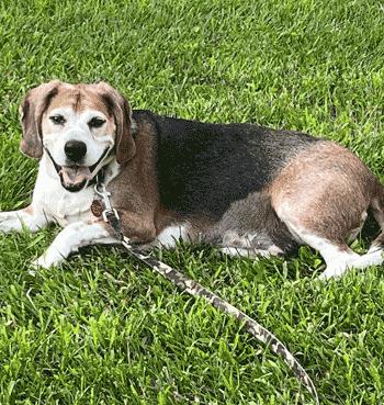 Enlarge Benji, a Adoptable Beagle in West Decatur, PA image 5/6