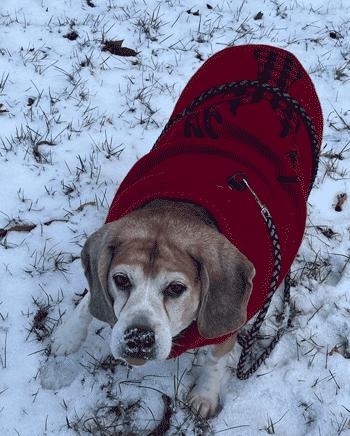 Enlarge Benji, a Adoptable Beagle in West Decatur, PA image 2/6