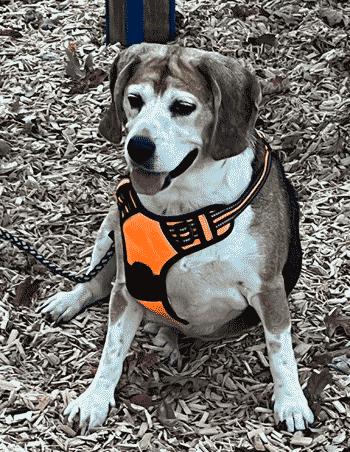 Enlarge Benji, a Adoptable Beagle in West Decatur, PA image 4/6