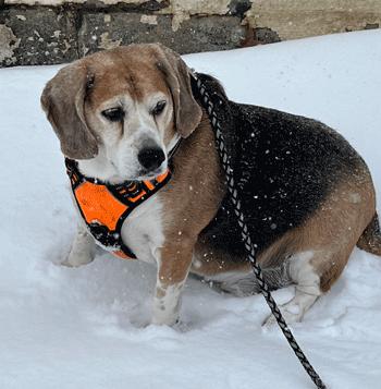Enlarge Benji, a Adoptable Beagle in West Decatur, PA image 1/6