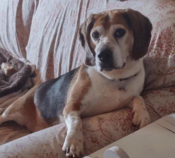 Enlarge Benji, a Adoptable Beagle in West Decatur, PA image 6/6