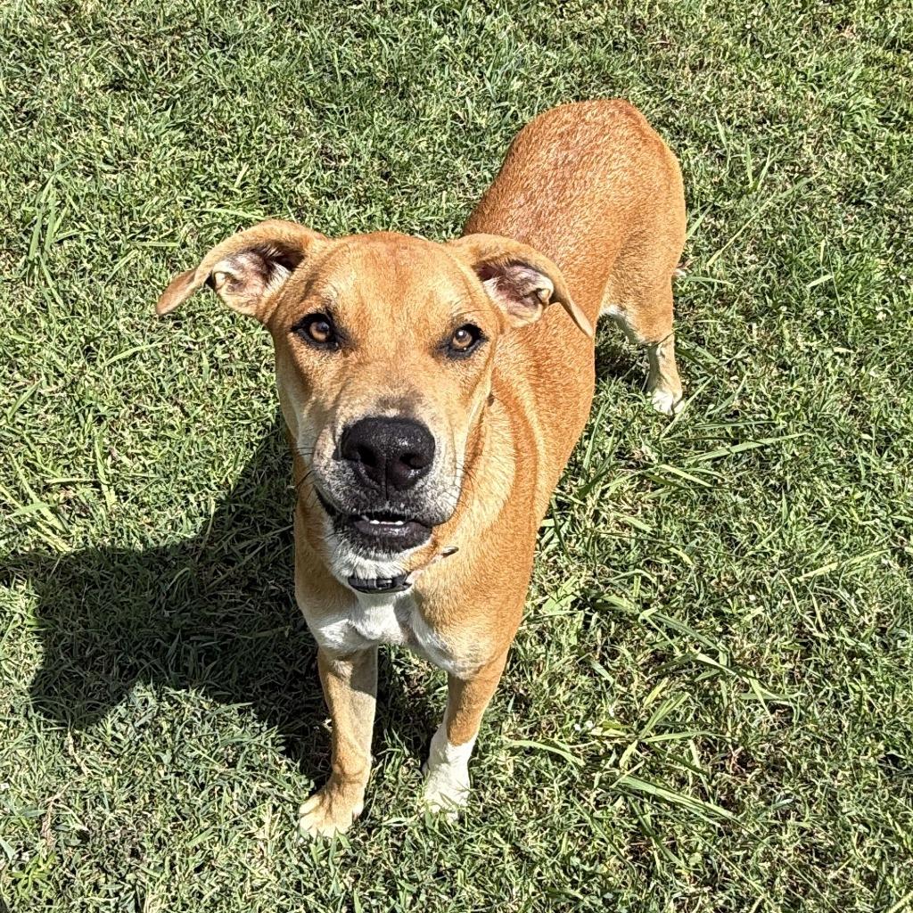 Enlarge History, a Adoptable mixed breed in Brenham, TX image 3/6
