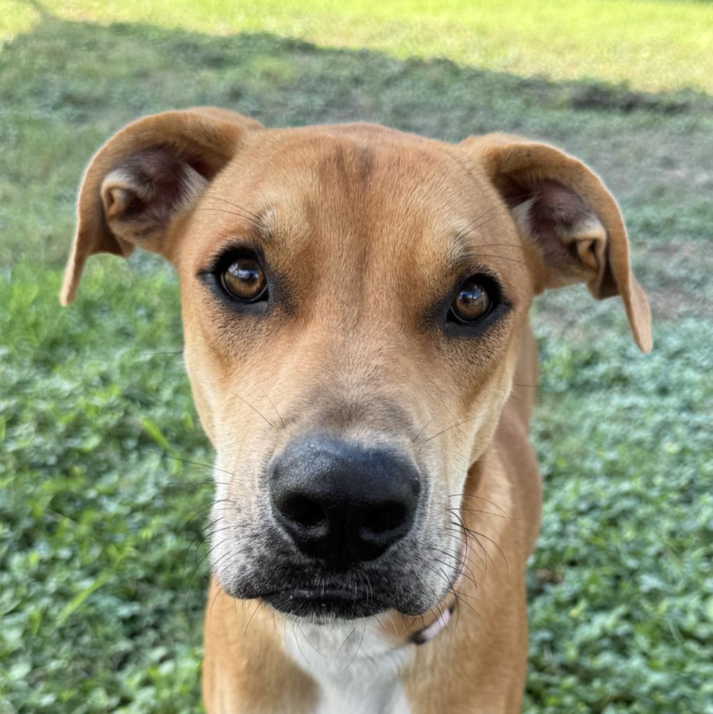 History, Adoptable, Young Female Shepherd & Mixed Breed.