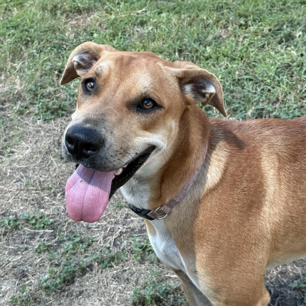 Enlarge History, a Adoptable mixed breed in Brenham, TX image 2/6