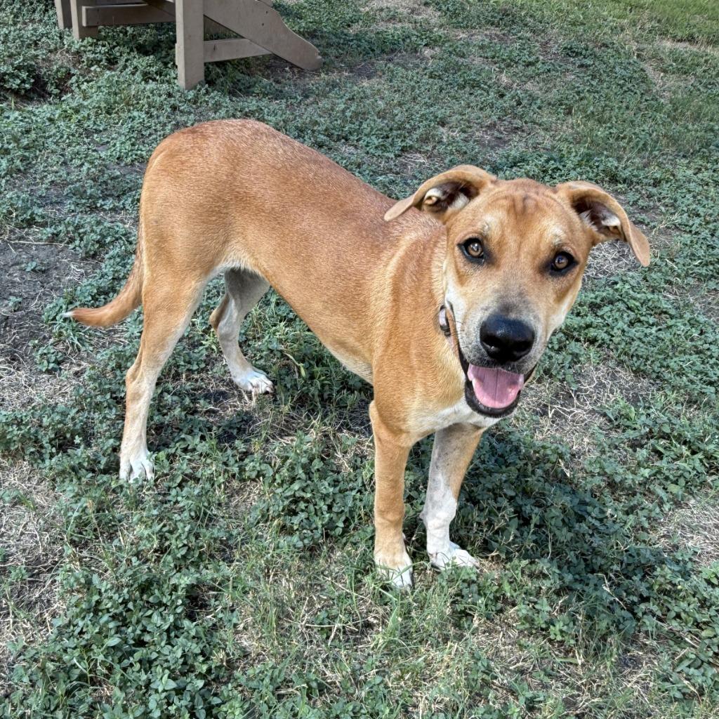 Enlarge History, a Adoptable mixed breed in Brenham, TX image 4/6