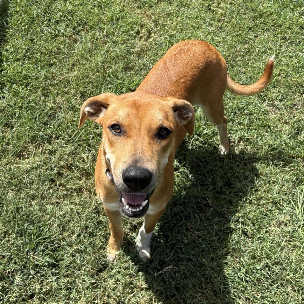 Enlarge History, a Adoptable mixed breed in Brenham, TX image 5/6