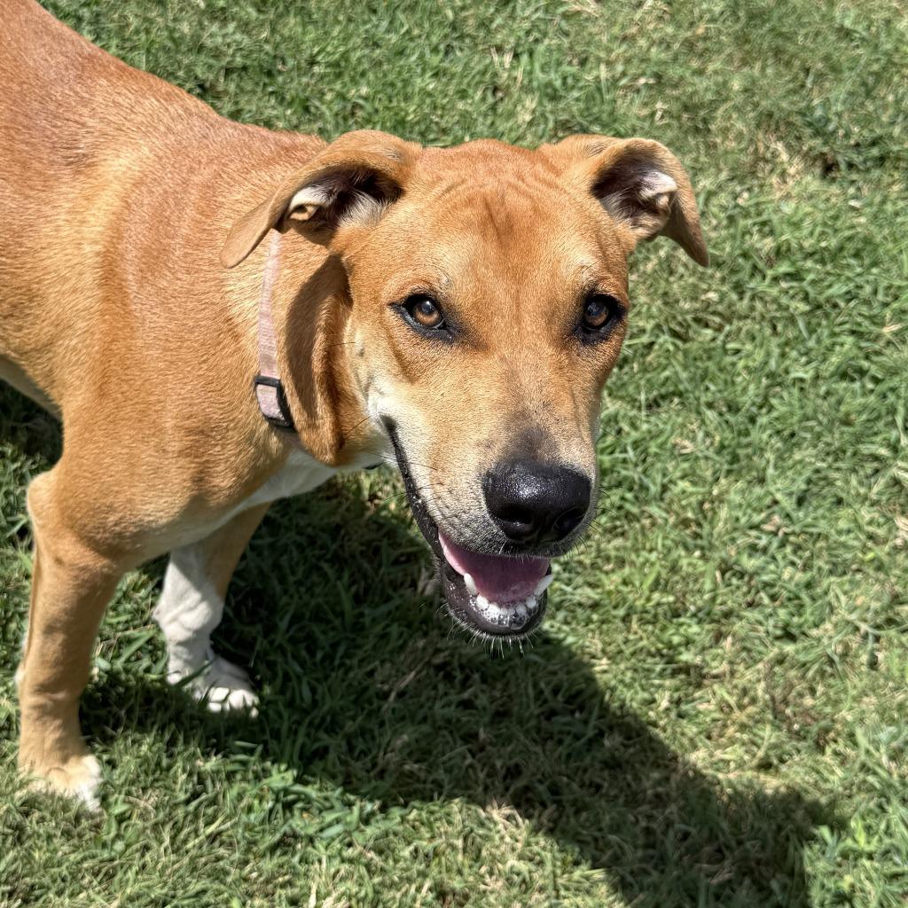 Enlarge History, a Adoptable mixed breed in Brenham, TX image 6/6
