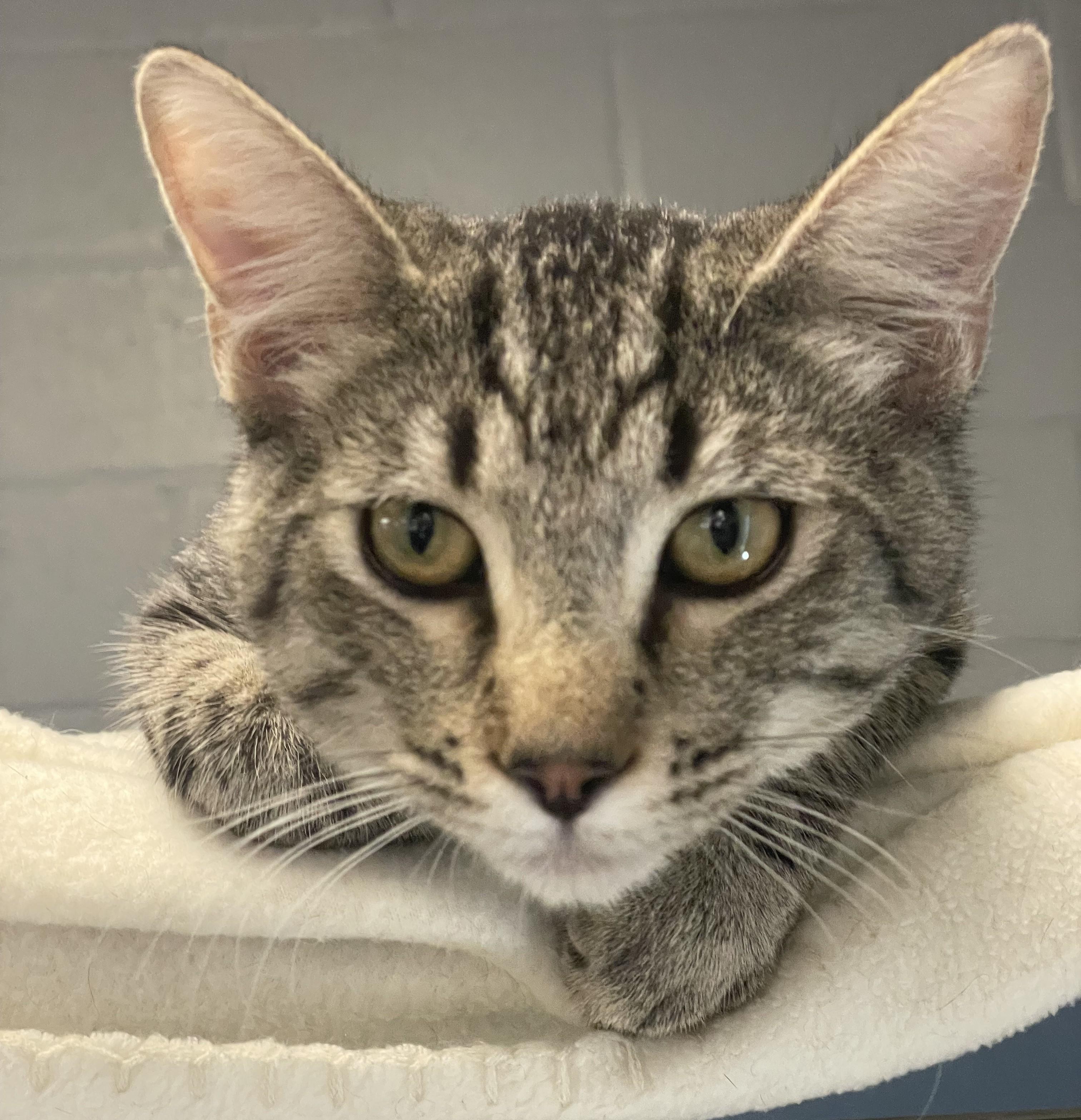 Rocket, adopted, Young Male Tabby & Domestic Short Hair.