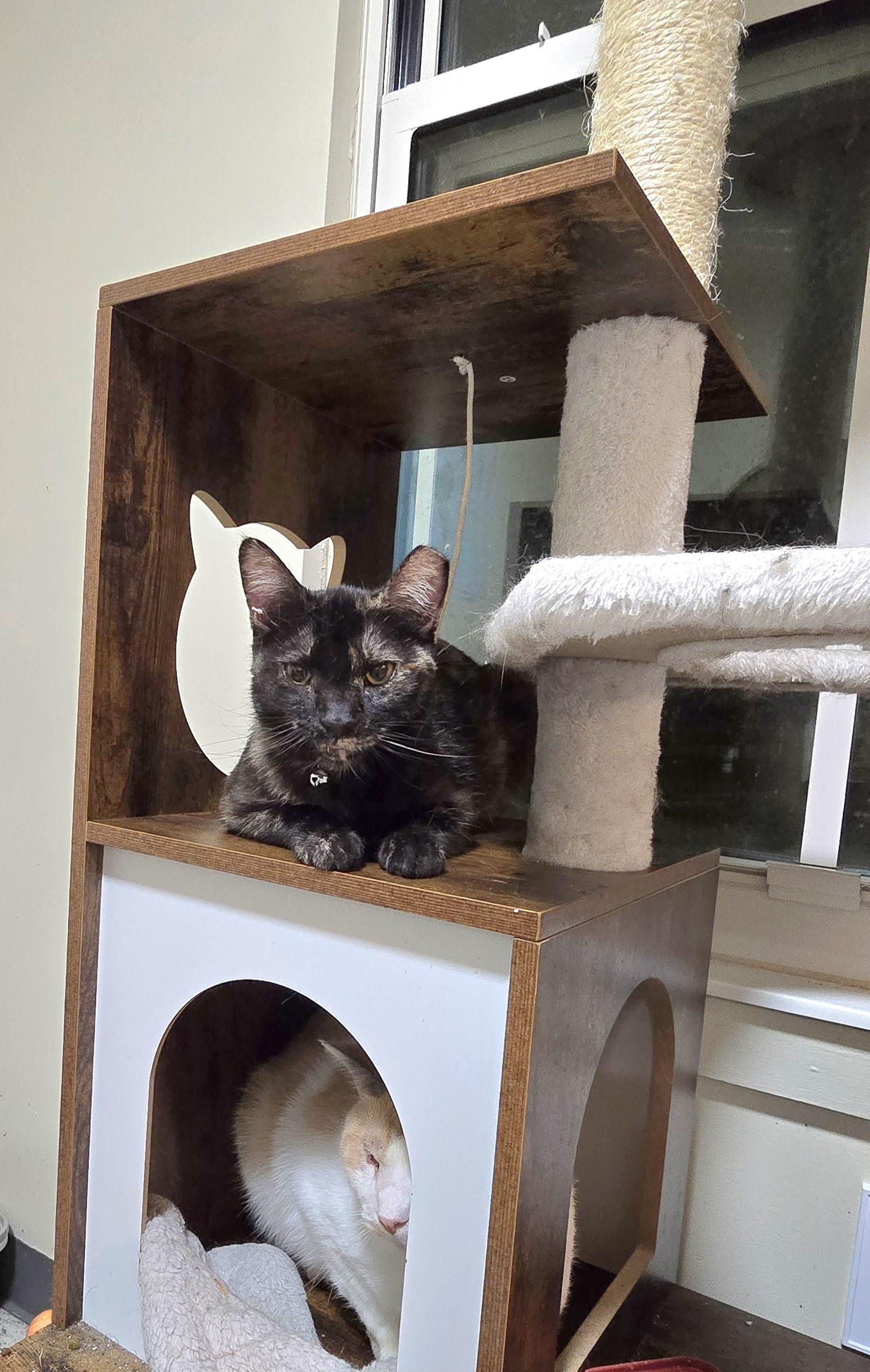 Anna, a Adoptable Tortoiseshell in Perth Amboy , NJ image 3/4