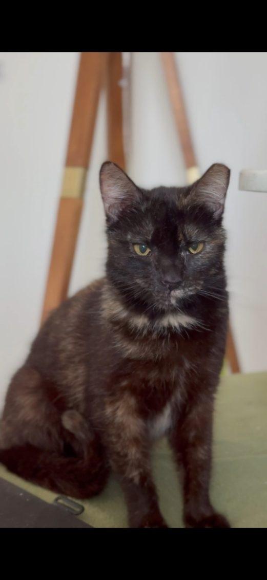 Anna, a Adoptable Tortoiseshell in Perth Amboy , NJ image 1/4