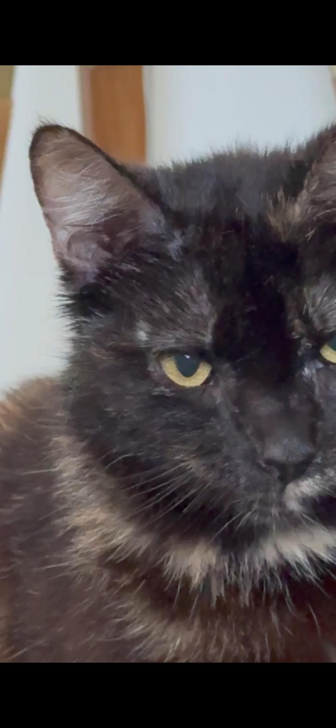 Anna, a Adoptable Tortoiseshell in Perth Amboy , NJ image 4/4