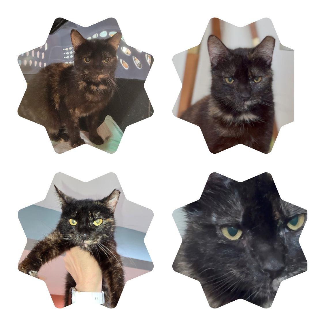 Anna, a Adoptable Tortoiseshell in Perth Amboy , NJ image 2/4