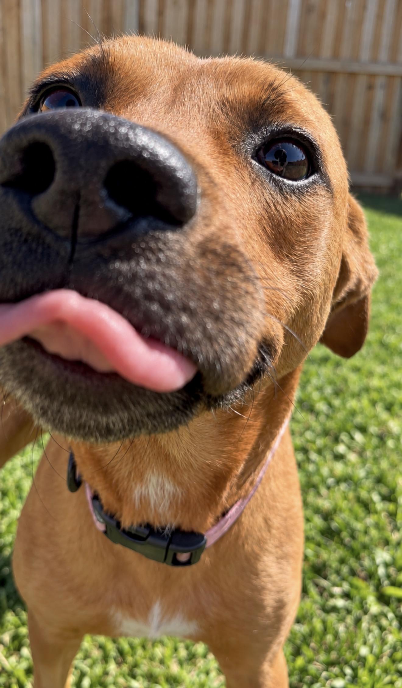 Reba, Adoptable, Young Female Mixed Breed.