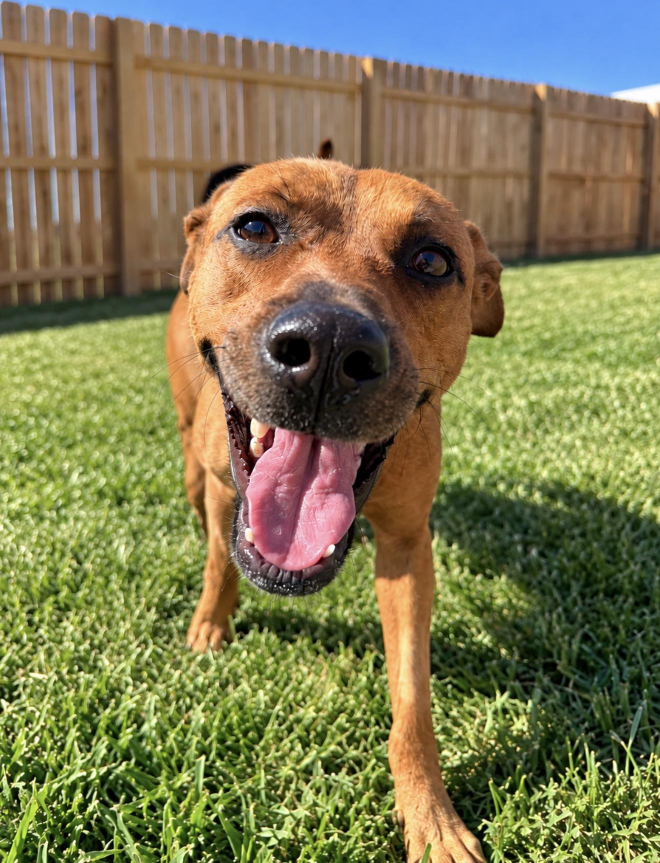 Enlarge Reba, a Adoptable mixed breed in Centralia, IL image 2/3
