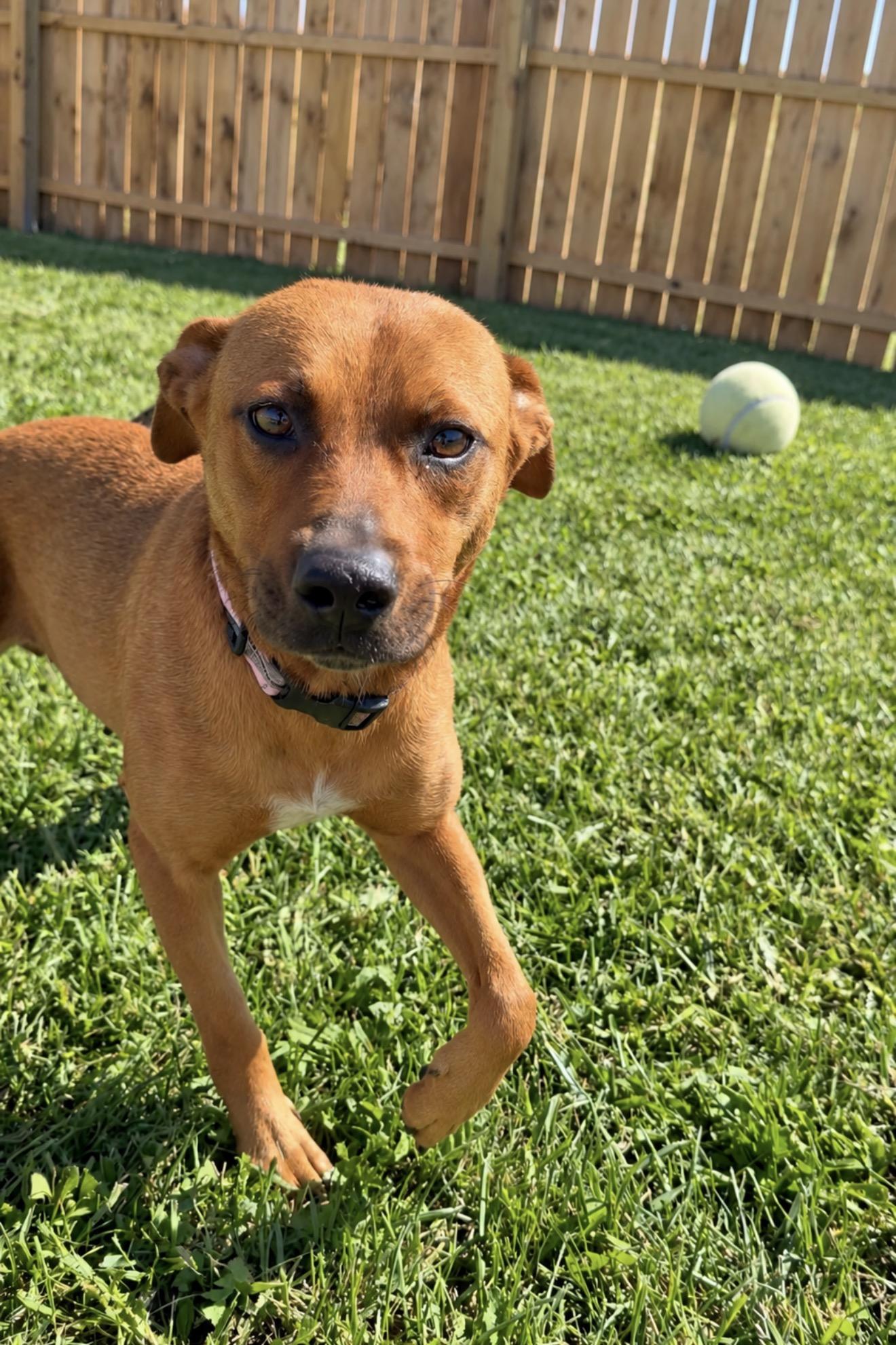 Enlarge Reba, a Adoptable mixed breed in Centralia, IL image 3/3