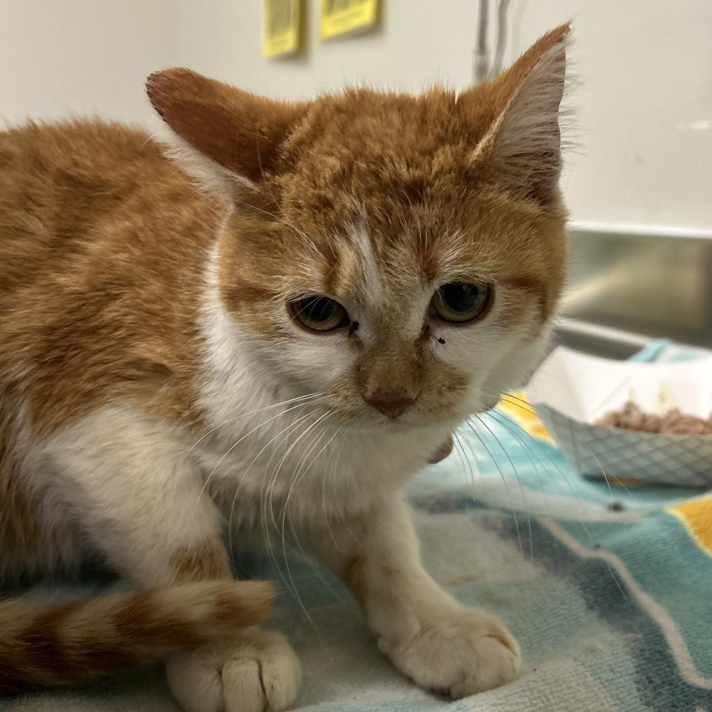 Dani, Adoptable, Young Female Domestic Short Hair.