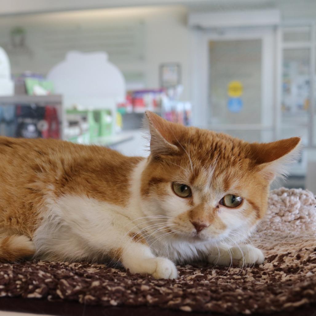 Enlarge Dani, a Adoptable Domestic Short Hair in Saint Cloud, MN image 2/2